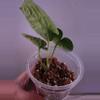 plant/☆Rare☆ An. Debile offset 0206 ☆2 Day Upgrade mandatory-2-thumbnail