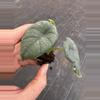 plant/Alocasia chaii starter plant growers choice-1-thumbnail