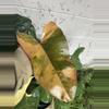plant/Strawberry Shake Fresh Cuts-0-thumbnail