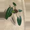 plant/Philodendron billietiae-0-thumbnail