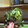 plant/Brazilian philodendron in a kokedama-0-thumbnail