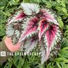 plant/Chagos begonia starter plant growers choice-0-thumbnail