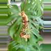 plant/Hanging Grapewood with mounted Air Plant-1-thumbnail