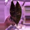 plant/Alocasia Pink Naroibi / CORM (has produced stunning babies!) Mama NFS-1-thumbnail