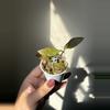 plant/Hoya Walliniana Sunstressed (Fresh Cut)-1-thumbnail
