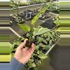 plant/Epipremnum pinnatum yellow flame starter plant growers choice-5-thumbnail