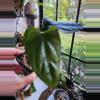 plant/☆RARE☆ An. Debile Wide sinus! ☆2-Day Shipping upgrade Mandatory-3-thumbnail