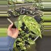 plant/Epipremnum pinnatum yellow flame starter plant growers choice-4-thumbnail