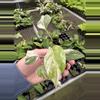 plant/Monstera Albo starter plant growers choice-2-thumbnail