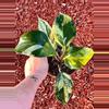 plant/2 leaf lightly rooted Quadricolor (aurea) variegated White Knight Philodendron-2-thumbnail