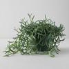 plant/Senecio fish hooks starter plant growers choice-0-thumbnail