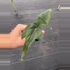 plant/Alocasia venusta starter plant growers choice-1-thumbnail