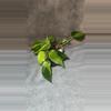 plant/Brazil Philodendron-0-thumbnail