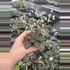 plant/Primulina sinovietnamica starter plant growers choice-1-thumbnail