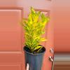 plant/Croton Gold Dust 8" pot-1-thumbnail