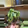 plant/Brazilian philodendron in a kokedama-1-thumbnail