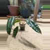 plant/Philodendron billietiae-1-thumbnail