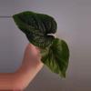 plant/🦄VERY RARE🦄 Anthurium Nutibarense  ☆2 Day shipping mandatory-0-thumbnail