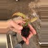 plant/Chagos begonia starter plant growers choice-7-thumbnail