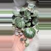 plant/Begonia strawberry.-1-thumbnail