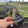 plant/Euphorbia ferox starter plant growers choice-1-thumbnail