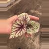 plant/Sri Lanka begonia starter plant growers choice-4-thumbnail