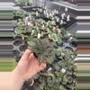 plant/Primulina sinovietnamica starter plant growers choice-5-thumbnail