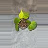 plant/Lemon Lime Philo-0-thumbnail