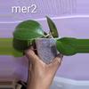 plant/Hoya merillii cuttings-0-thumbnail
