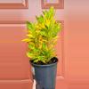 plant/Croton Gold Dust 8" pot-3-thumbnail