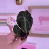 plant/Alocasia Venom - ships in plug-0-thumbnail