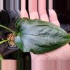 plant/☆RARE☆ An. Debile Wide sinus! ☆2-Day Shipping upgrade Mandatory-1-thumbnail