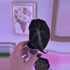 plant/Alocasia Venom-2-thumbnail