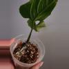 plant/🦄VERY RARE🦄 Anthurium Nutibarense  ☆2 Day shipping mandatory-3-thumbnail