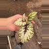 plant/Chagos begonia starter plant growers choice-4-thumbnail