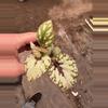 plant/Chagos begonia starter plant growers choice-3-thumbnail
