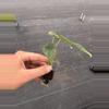 plant/Alocasia venusta starter plant growers choice-6-thumbnail
