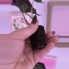 plant/Alocasia Venom - ships in plug-2-thumbnail