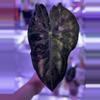 plant/Alocasia Pink Naroibi / CORM (has produced stunning babies!) Mama NFS-4-thumbnail