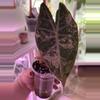 plant/Alocasia Pink Naroibi / CORM (has produced stunning babies!) Mama NFS-3-thumbnail