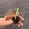 plant/Alocasia chaii starter plant growers choice-6-thumbnail
