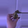 plant/Alocasia Wentii Sunset Aurea-0-thumbnail