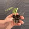 plant/Alocasia chaii starter plant growers choice-7-thumbnail