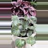 plant/Begonia strawberry.-0-thumbnail