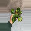 plant/Brazil Philo-1-thumbnail