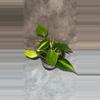 plant/Brazil Philo-0-thumbnail