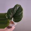 plant/🦄VERY RARE🦄 Anthurium Nutibarense  ☆2 Day shipping mandatory-2-thumbnail