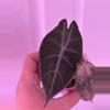 plant/Alocasia Pink Dragon Stardust - CORM-1-thumbnail