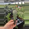 plant/euphorbia horrida noorsveldensis starter plant growers choice-4-thumbnail