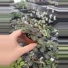 plant/Primulina sinovietnamica starter plant growers choice-4-thumbnail